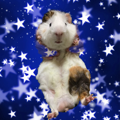 Guinea, Piggy, miny, moe Front Cover