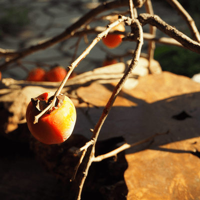 Yasashisa Front Cover