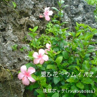想ひ花〜ウムイバナのジャケット写真