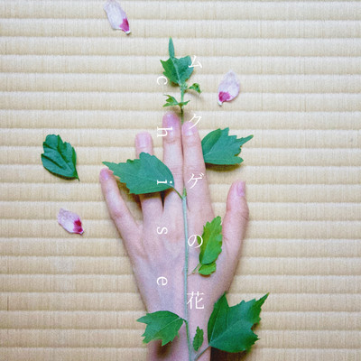 ムクゲの花のジャケット写真