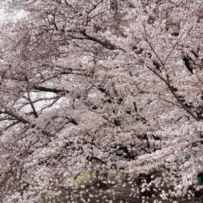 333 SAKURA Front Cover