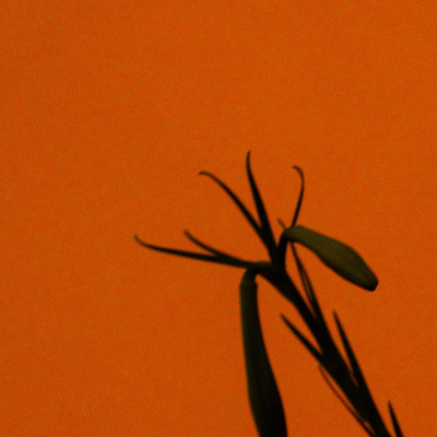 悪魔の夜のジャケット写真