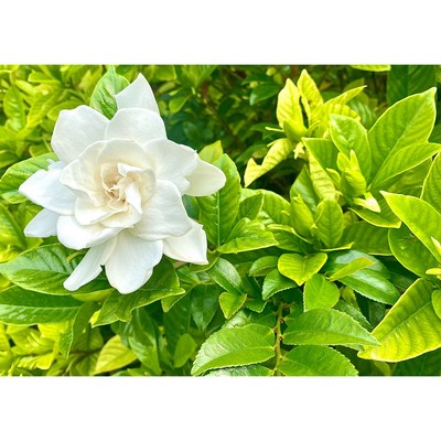 Kuchinashi (demo ver.) Front Cover