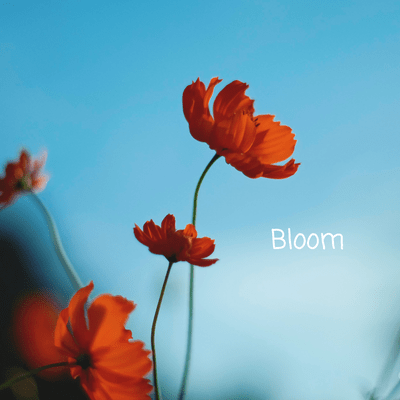 Bloomのジャケット写真