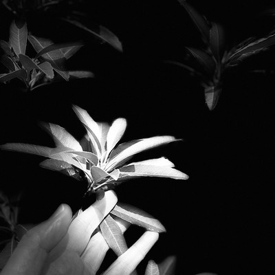 いのりのジャケット写真