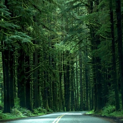 Evergreen Road (version 2026)のジャケット写真