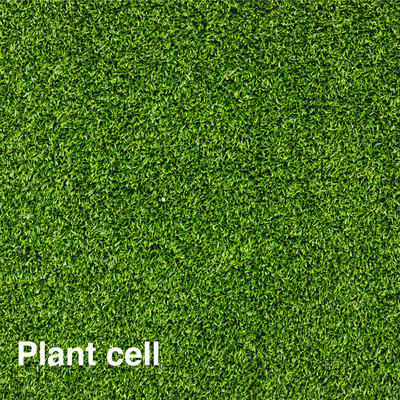 Plant cell Front Cover