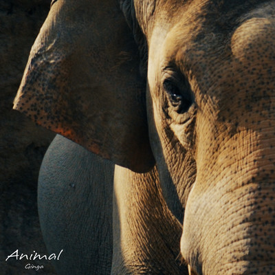 ANIMAL Front Cover