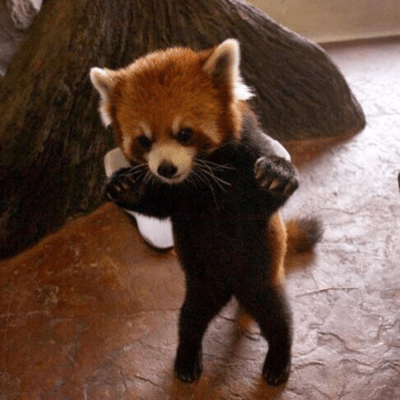 Star Sugar Best Front Cover