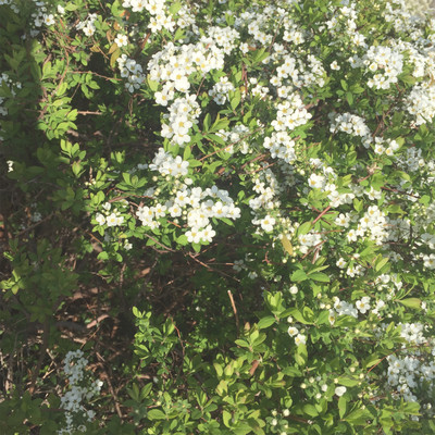 今日のダンスのジャケット写真