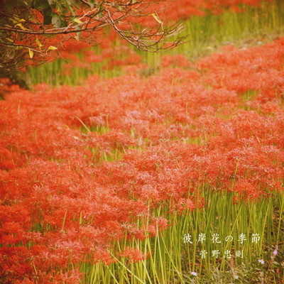 Season of Higanbana Front Cover