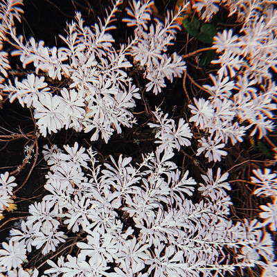 My peace (feat. SoraMiyazaki) Front Cover