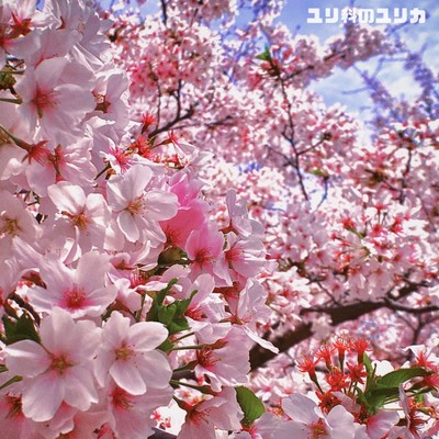 桜晴れのジャケット写真