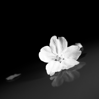 冬桜のジャケット写真