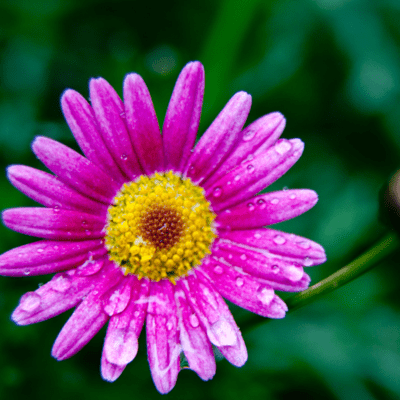 歩いてゆこうのジャケット写真