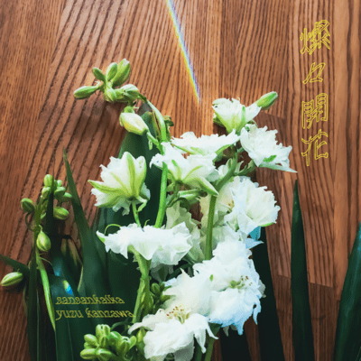 燦々開花のジャケット写真