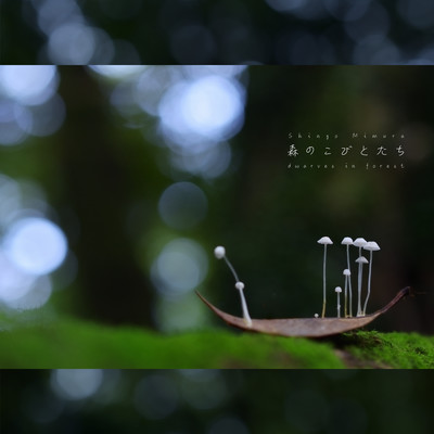 dwarves in forest Front Cover