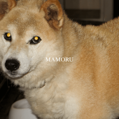 MAMORU Front Cover