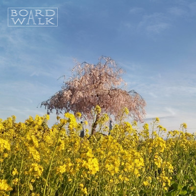 花向の詩のジャケット写真