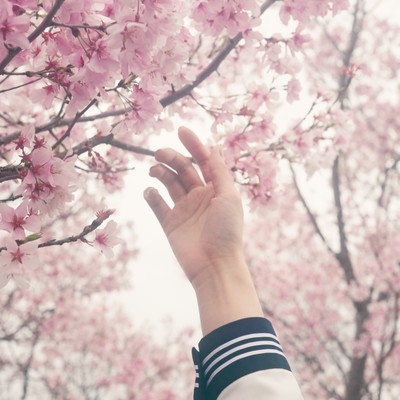 飛鳥 (feat. 堀田真央)のジャケット写真