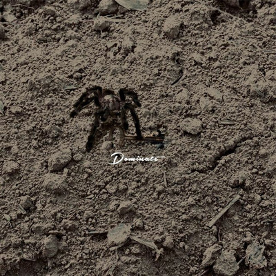 Dominateのジャケット写真