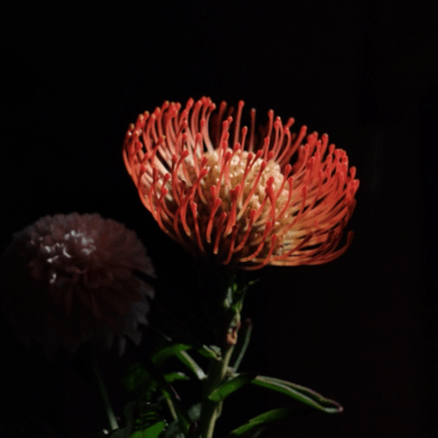 Akegata no Moya (TOSHIKI HAYASHI (%C) Remix) Front Cover