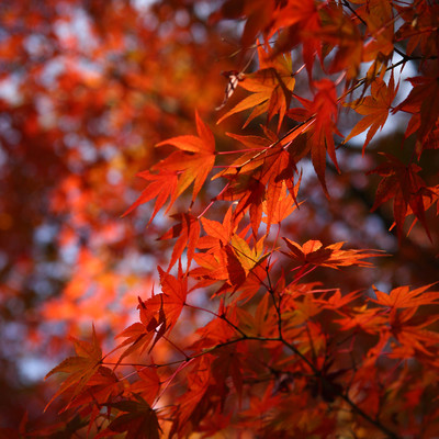 Autumn song (feat. Kenta Morimoto) Front Cover