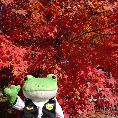 Funny adult serial number. Front Cover