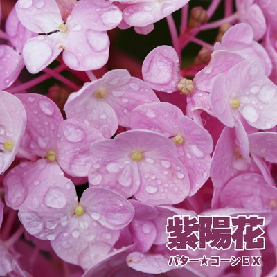 紫陽花のジャケット写真