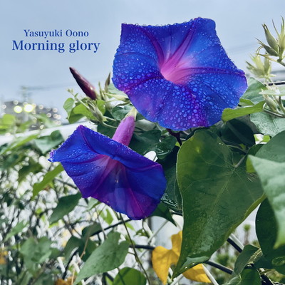 Morning glory Front Cover