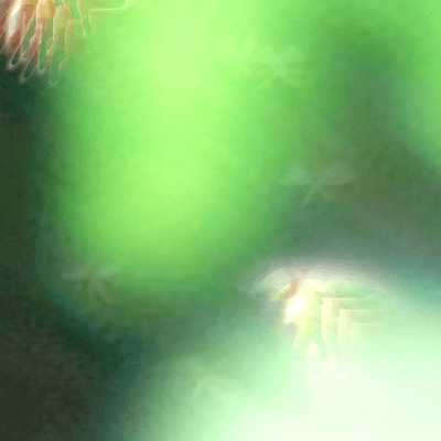 fireflies Front Cover