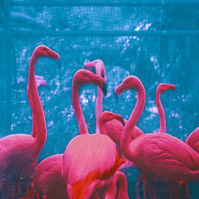 Collectorのジャケット写真