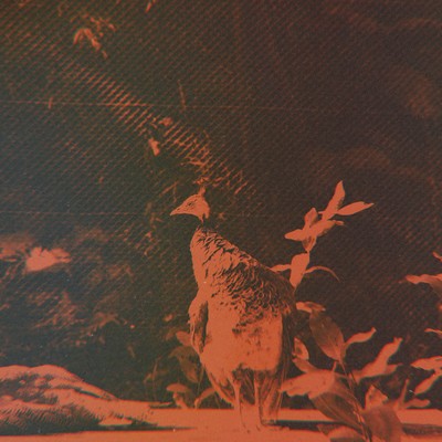 Freddyのジャケット写真