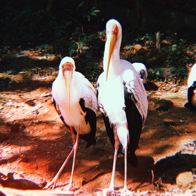 Slowlyのジャケット写真