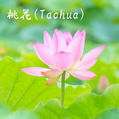 桃花のジャケット写真