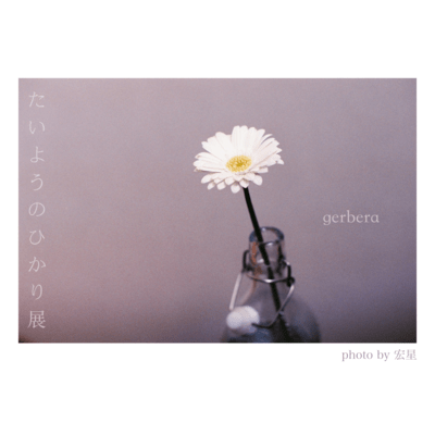 gerbera Front Cover