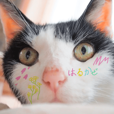 はるかぜのジャケット写真