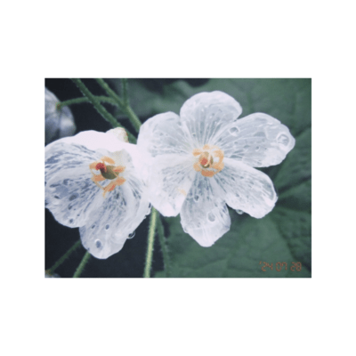 umbrella leaf Front Cover