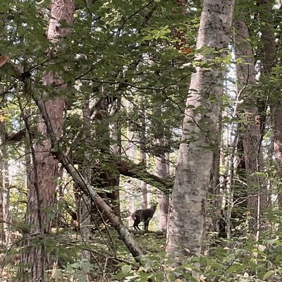 カモシカと文のジャケット写真