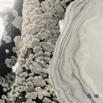 Appreciation Front Cover