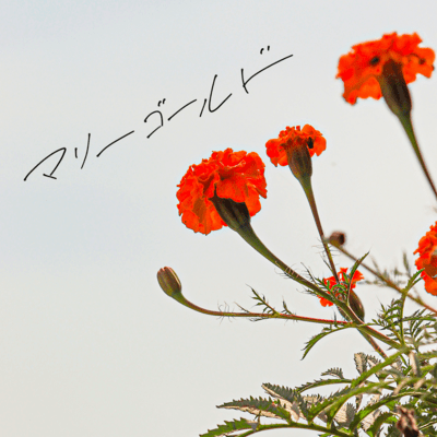 Marigold (Ukulele cover) Front Cover