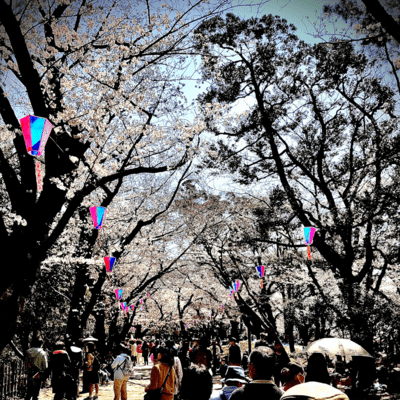 Love colored cherry blossoms/Bang the Gamelan Gong Front Cover