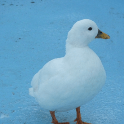 Duck Front Cover