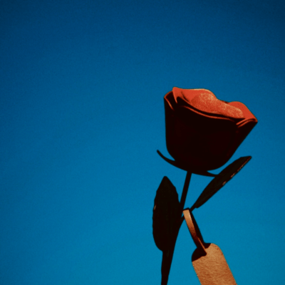 Undying Rose Front Cover