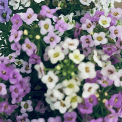 全肯定のジャケット写真