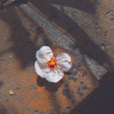 生き急ぐ日々に注ぐのジャケット写真