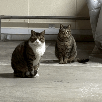 Crabfood Front Cover