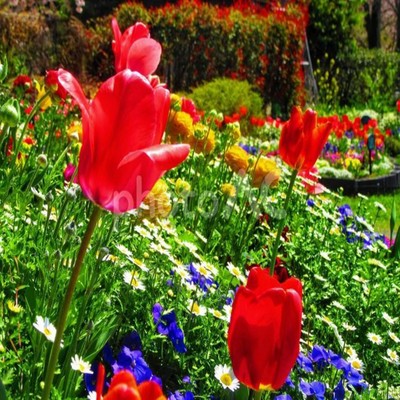 I think of flowers Front Cover