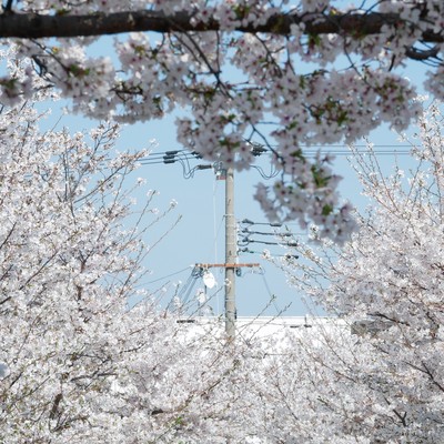 春、夏、秋、冬のジャケット写真
