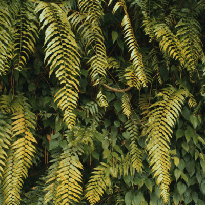 Step Step Stepのジャケット写真